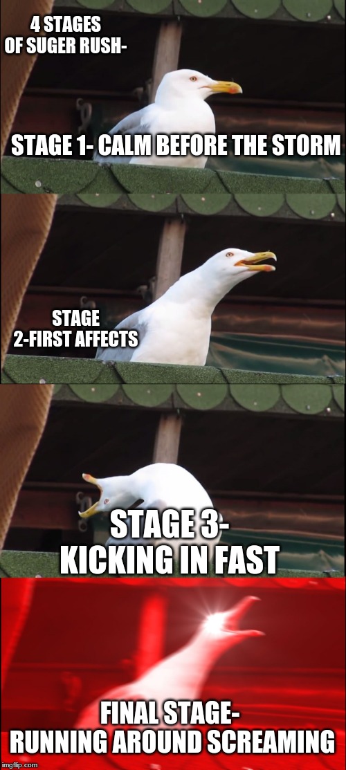 After a major surgery rush. I made the 4 stages | 4 STAGES OF SUGER RUSH-; STAGE 1- CALM BEFORE THE STORM; STAGE 2-FIRST AFFECTS; STAGE 3- KICKING IN FAST; FINAL STAGE-  RUNNING AROUND SCREAMING | image tagged in memes,inhaling seagull | made w/ Imgflip meme maker
