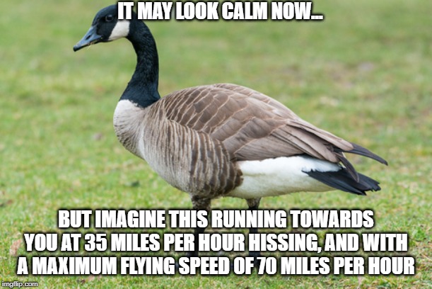 IT MAY LOOK CALM NOW... BUT IMAGINE THIS RUNNING TOWARDS YOU AT 35 MILES PER HOUR HISSING, AND WITH A MAXIMUM FLYING SPEED OF 70 MILES PER HOUR | image tagged in memes | made w/ Imgflip meme maker