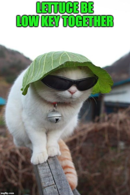 undercover cat | LETTUCE BE LOW KEY TOGETHER | image tagged in undercover cat | made w/ Imgflip meme maker