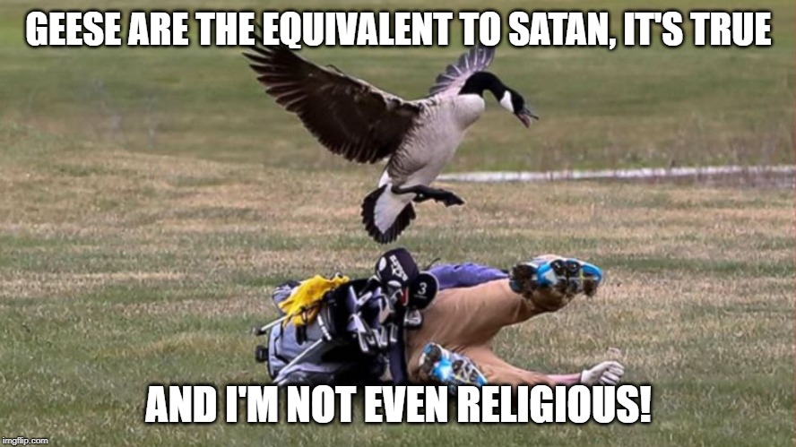 GEESE ARE THE EQUIVALENT TO SATAN, IT'S TRUE; AND I'M NOT EVEN RELIGIOUS! | image tagged in memes | made w/ Imgflip meme maker