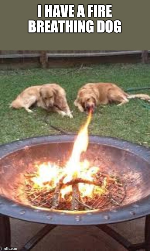 My fire breathing dog | I HAVE A FIRE BREATHING DOG | image tagged in p,dog | made w/ Imgflip meme maker