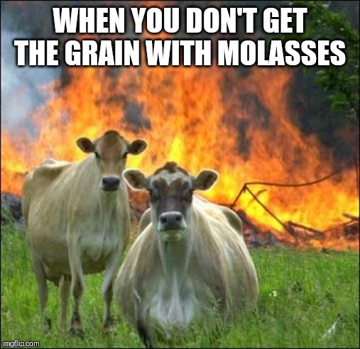 Evil Cows Meme | WHEN YOU DON'T GET THE GRAIN WITH MOLASSES | image tagged in memes,evil cows | made w/ Imgflip meme maker