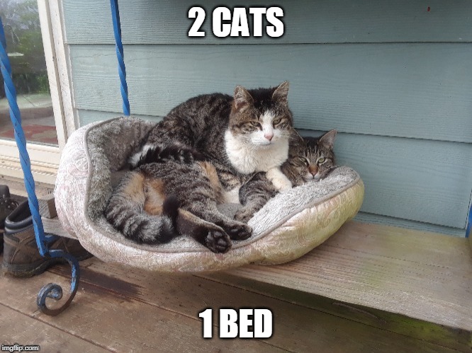 2 CATS | 2 CATS; 1 BED | image tagged in cat on cat,cats,cat,lazy cat | made w/ Imgflip meme maker