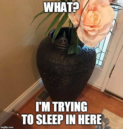 PLANT CAT | WHAT? I'M TRYING TO SLEEP IN HERE | image tagged in cat and plant,cat,funny cats | made w/ Imgflip meme maker