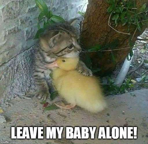 BABY DUCK | LEAVE MY BABY ALONE! | image tagged in duckling,kitten,cat,duck | made w/ Imgflip meme maker