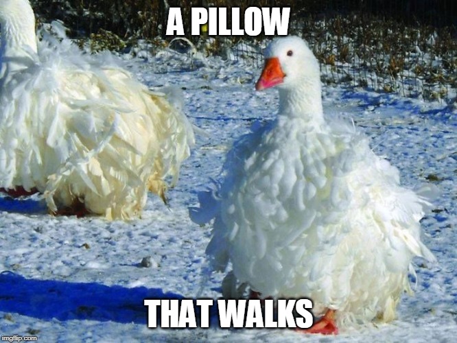PILLOW | A PILLOW; THAT WALKS | image tagged in goose,feathers,ducks | made w/ Imgflip meme maker