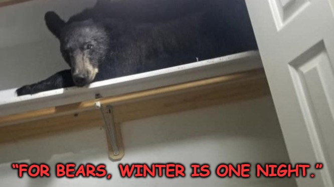 Bear falls asleep in wardrobe after entering home..".Now please close the door" | “FOR BEARS, WINTER IS ONE NIGHT.” | image tagged in bears,wardrobe,montana | made w/ Imgflip meme maker