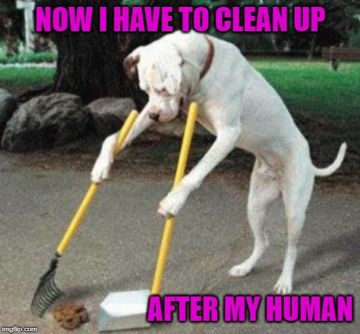 NOW I HAVE TO CLEAN UP AFTER MY HUMAN | made w/ Imgflip meme maker