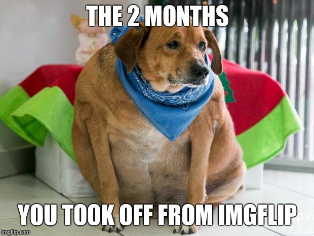 fat dog | THE 2 MONTHS YOU TOOK OFF FROM IMGFLIP | image tagged in fat dog | made w/ Imgflip meme maker