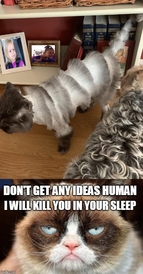 Grumpy Cat Not Amused | DON'T GET ANY IDEAS HUMAN; I WILL KILL YOU IN YOUR SLEEP | image tagged in bad haircut,cats,wat,grumpy cat not amused,groom,kill you cat | made w/ Imgflip meme maker