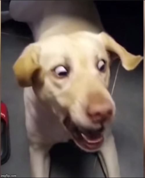 DOG SCARED | image tagged in dog scared | made w/ Imgflip meme maker