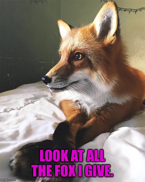 Look at all the fox I give. | LOOK AT ALL THE FOX I GIVE. | image tagged in fox,idgaf,idc | made w/ Imgflip meme maker