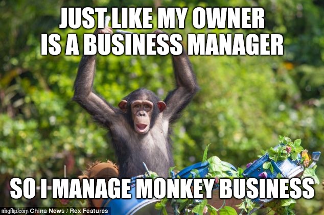 Monkey Drummer | JUST LIKE MY OWNER IS A BUSINESS MANAGER SO I MANAGE MONKEY BUSINESS | image tagged in monkey drummer | made w/ Imgflip meme maker