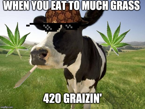 Cow pun. Why not. | WHEN YOU EAT TO MUCH GRASS; 420 GRAIZIN' | image tagged in cow,memes,420,graizing,grass,funny | made w/ Imgflip meme maker