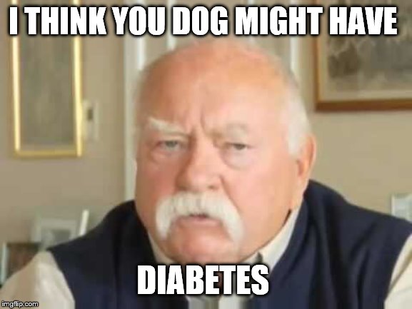 Diabetes | I THINK YOU DOG MIGHT HAVE DIABETES | image tagged in diabetes | made w/ Imgflip meme maker