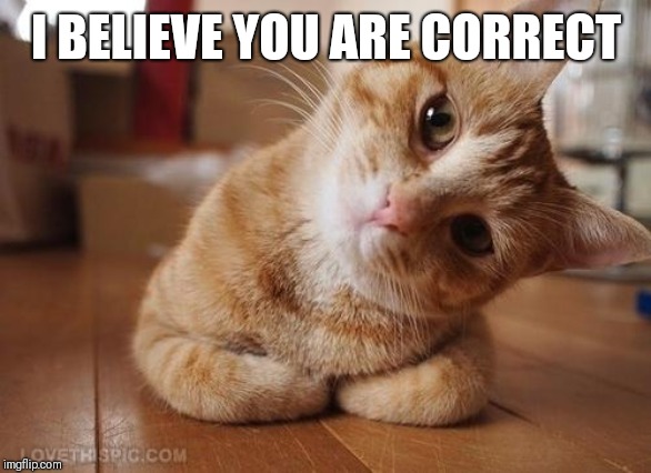 Curious Question Cat | I BELIEVE YOU ARE CORRECT | image tagged in curious question cat | made w/ Imgflip meme maker