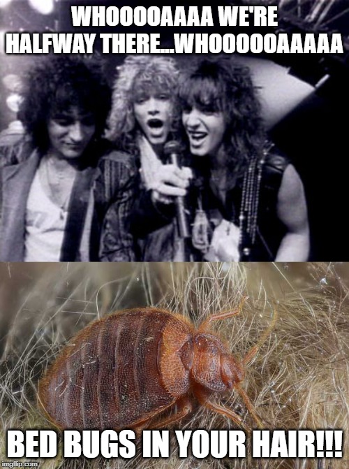 Just the Thought Makes Me Cringe | WHOOOOAAAA WE'RE HALFWAY THERE...WHOOOOOAAAAA; BED BUGS IN YOUR HAIR!!! | image tagged in bon jovi | made w/ Imgflip meme maker