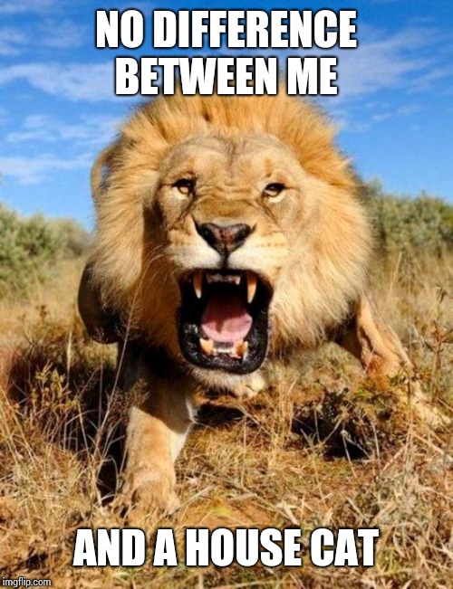 lion | NO DIFFERENCE BETWEEN ME; AND A HOUSE CAT | image tagged in lion | made w/ Imgflip meme maker