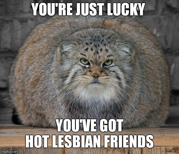 Fat Cats Exercise | YOU'RE JUST LUCKY YOU'VE GOT HOT LESBIAN FRIENDS | image tagged in fat cats exercise | made w/ Imgflip meme maker