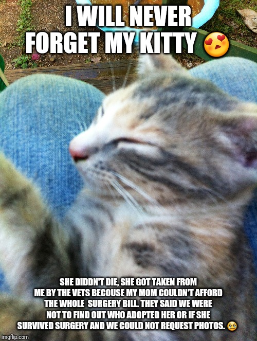 I WILL NEVER FORGET MY KITTY 😍; SHE DIDDN'T DIE, SHE GOT TAKEN FROM ME BY THE VETS BECOUSE MY MOM COULDN'T AFFORD THE WHOLE  SURGERY BILL. THEY SAID WE WERE NOT TO FIND OUT WHO ADOPTED HER OR IF SHE SURVIVED SURGERY AND WE COULD NOT REQUEST PHOTOS. 😢 | made w/ Imgflip meme maker