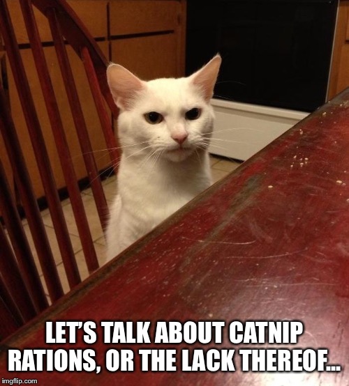 Mad cat | LET’S TALK ABOUT CATNIP RATIONS, OR THE LACK THEREOF... | image tagged in mad cat | made w/ Imgflip meme maker