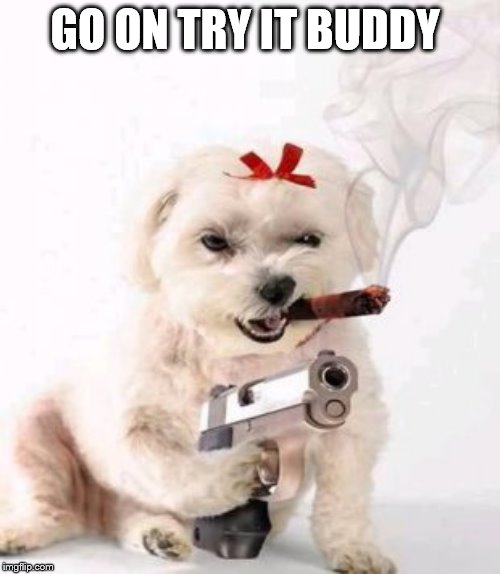 Dog with gun | GO ON TRY IT BUDDY | image tagged in dog with gun | made w/ Imgflip meme maker