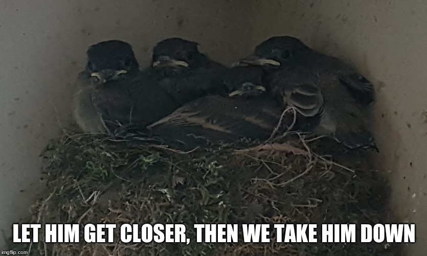 Straight up thugs | LET HIM GET CLOSER, THEN WE TAKE HIM DOWN | image tagged in thug birds,thug life,never trust a nest,pity the fool,make him pay | made w/ Imgflip meme maker
