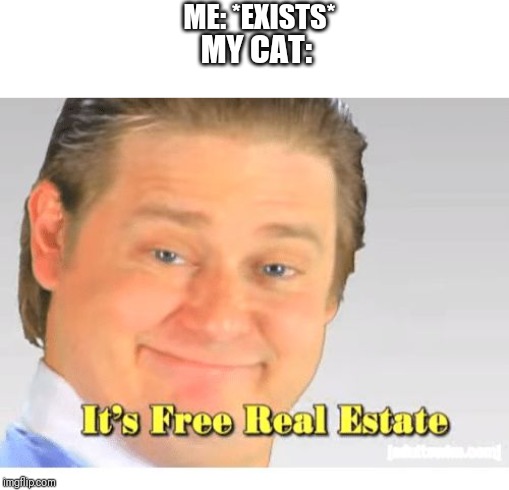It's Free Real Estate | ME: *EXISTS*; MY CAT: | image tagged in it's free real estate | made w/ Imgflip meme maker
