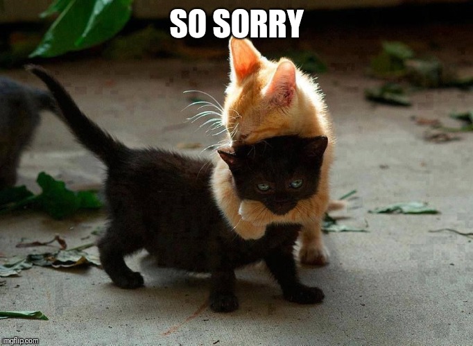 kitten hug | SO SORRY | image tagged in kitten hug | made w/ Imgflip meme maker