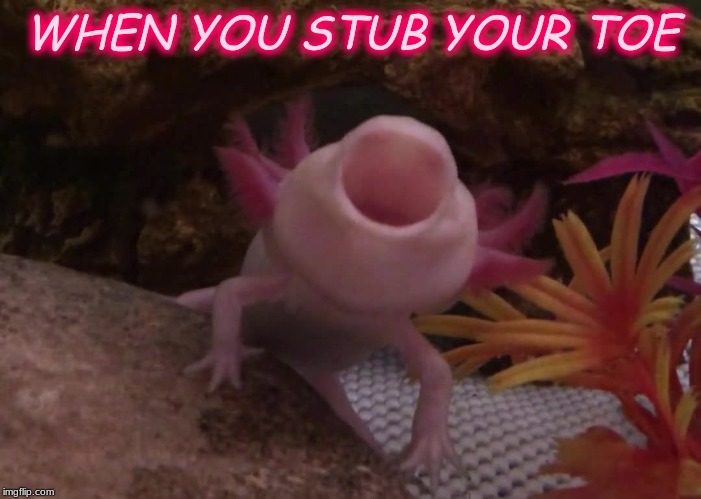 Axolotl | WHEN YOU STUB YOUR TOE | image tagged in axolotl | made w/ Imgflip meme maker