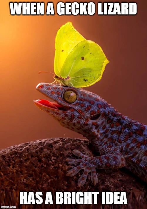 And Suddenly It Dawned On Him | WHEN A GECKO LIZARD; HAS A BRIGHT IDEA | image tagged in memes,gecko,lizard,ideas,butterfly,great idea | made w/ Imgflip meme maker