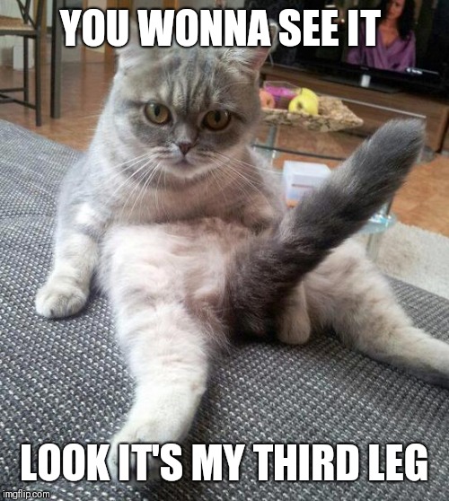 Sexy Cat Meme | YOU WONNA SEE IT; LOOK IT'S MY THIRD LEG | image tagged in memes,sexy cat | made w/ Imgflip meme maker
