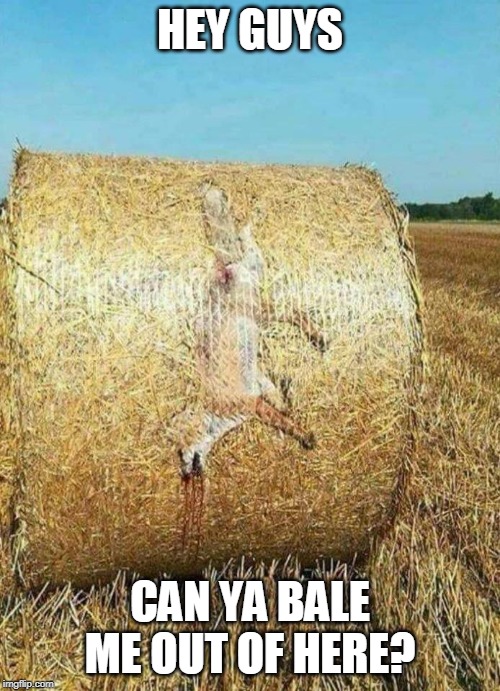 DEAD FOX | HEY GUYS; CAN YA BALE ME OUT OF HERE? | image tagged in fox,dead | made w/ Imgflip meme maker