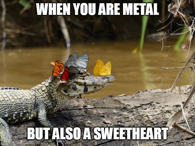 AWW | WHEN YOU ARE METAL; BUT ALSO A SWEETHEART | image tagged in butterfly gator,alligator,butterflies,metal | made w/ Imgflip meme maker