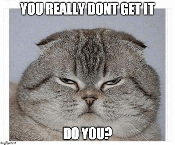 DONT GET IT? | YOU REALLY DONT GET IT; DO YOU? | image tagged in cat,fat cat | made w/ Imgflip meme maker