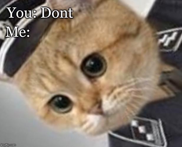 Unsettled Grammar Cat | You: Dont Me: | image tagged in unsettled grammar cat | made w/ Imgflip meme maker