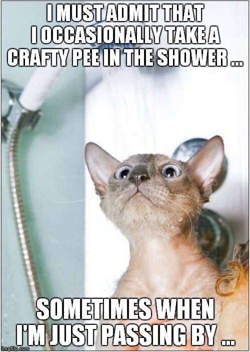 'Catty' Behavior In The Shower | I MUST ADMIT THAT I OCCASIONALLY TAKE A CRAFTY PEE IN THE SHOWER ... SOMETIMES WHEN I'M JUST PASSING BY ... | image tagged in cats,shower | made w/ Imgflip meme maker