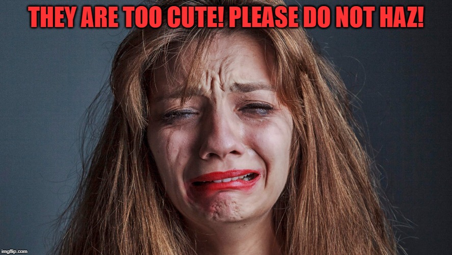 THEY ARE TOO CUTE! PLEASE DO NOT HAZ! | made w/ Imgflip meme maker