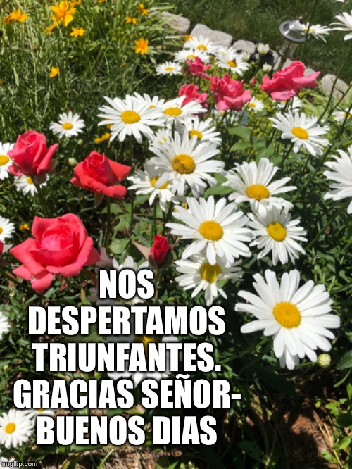 NOS DESPERTAMOS TRIUNFANTES. GRACIAS SEÑOR- BUENOS DIAS | image tagged in trump | made w/ Imgflip meme maker