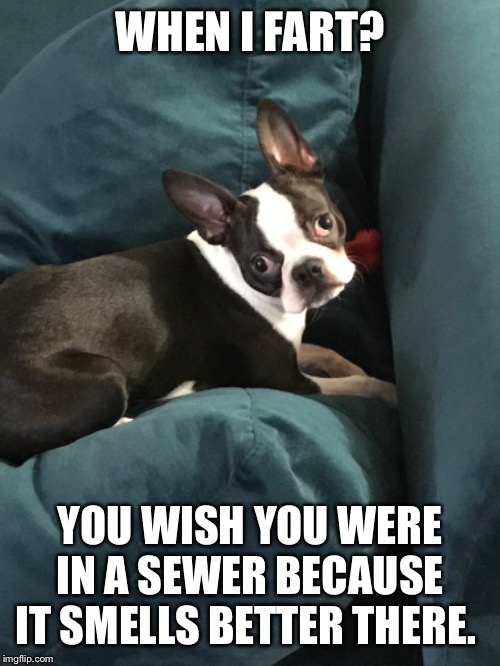 WHEN I FART? YOU WISH YOU WERE IN A SEWER BECAUSE IT SMELLS BETTER THERE. | image tagged in farts,boston terrier | made w/ Imgflip meme maker