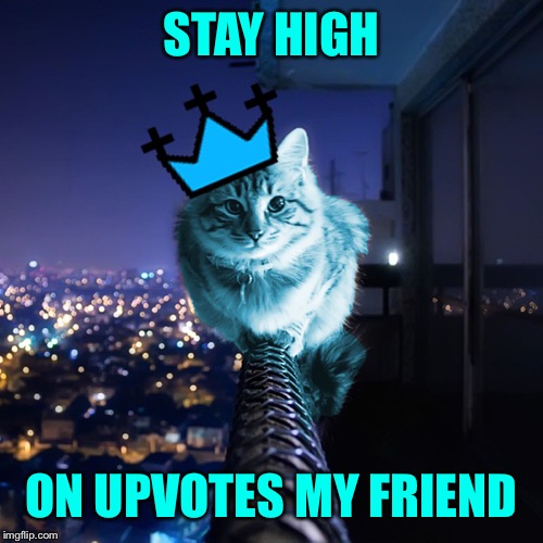 RayCat Wears The Crown | STAY HIGH ON UPVOTES MY FRIEND | image tagged in raycat wears the crown | made w/ Imgflip meme maker