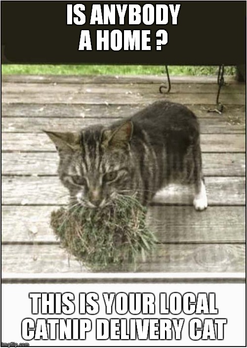 Catnip Delivery Cat House Call | IS ANYBODY A HOME ? THIS IS YOUR LOCAL CATNIP DELIVERY CAT | image tagged in cats,catnip | made w/ Imgflip meme maker