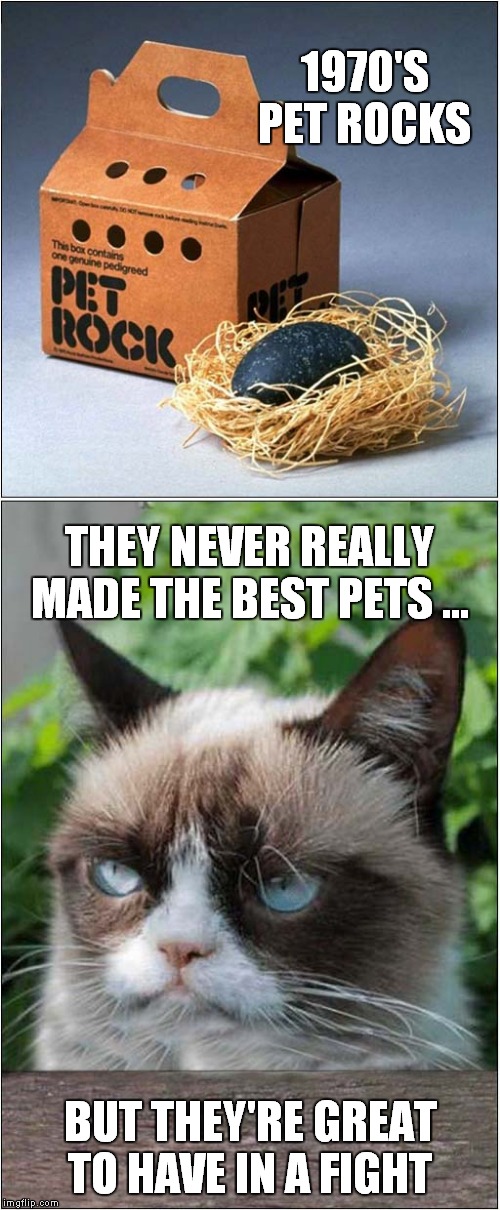 Grumpy Cats 'Useful' Pet | 1970'S PET ROCKS; THEY NEVER REALLY MADE THE BEST PETS ... BUT THEY'RE GREAT TO HAVE IN A FIGHT | image tagged in cats,grumpy cat,pet rock | made w/ Imgflip meme maker