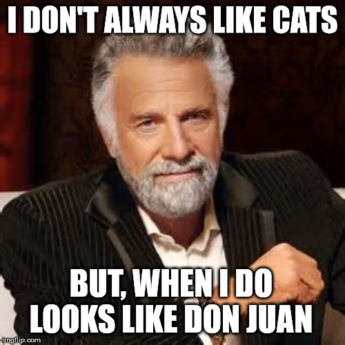 Dos Equis Guy Awesome | I DON'T ALWAYS LIKE CATS; BUT, WHEN I DO LOOKS LIKE DON JUAN | image tagged in dos equis guy awesome | made w/ Imgflip meme maker