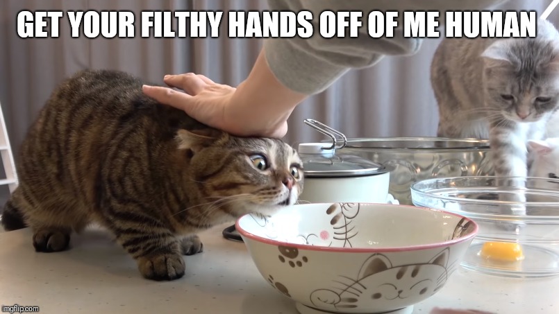 Cat Being Pushed Away | GET YOUR FILTHY HANDS OFF OF ME HUMAN | image tagged in cat being pushed away | made w/ Imgflip meme maker