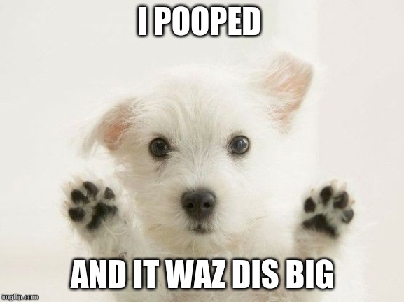 Dog memes | I POOPED; AND IT WAZ DIS BIG | image tagged in dog memes | made w/ Imgflip meme maker