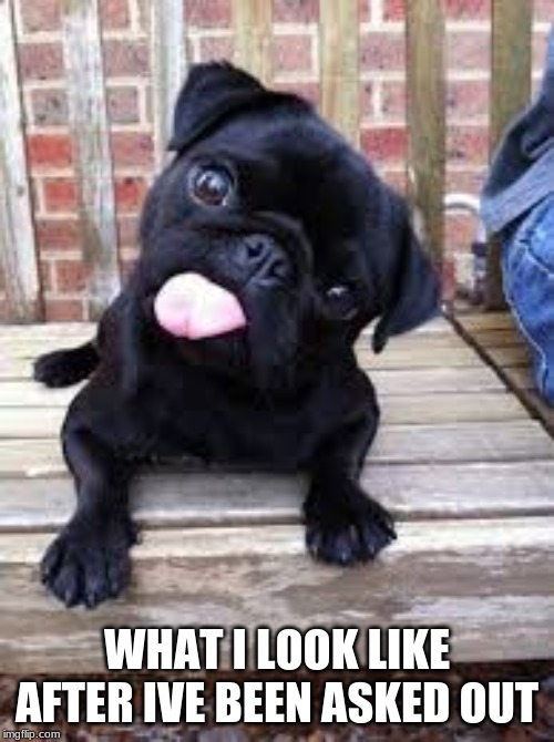 Dog memes | WHAT I LOOK LIKE AFTER IVE BEEN ASKED OUT | image tagged in dog memes | made w/ Imgflip meme maker