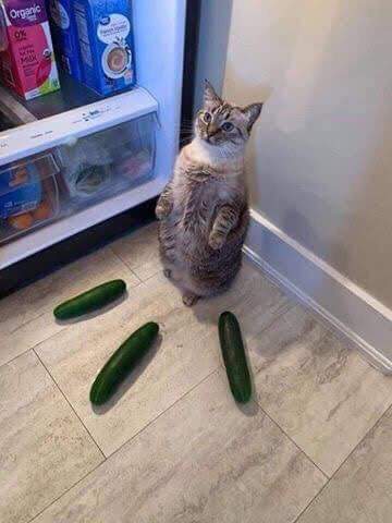 Cucumbers cat Blank Meme Template