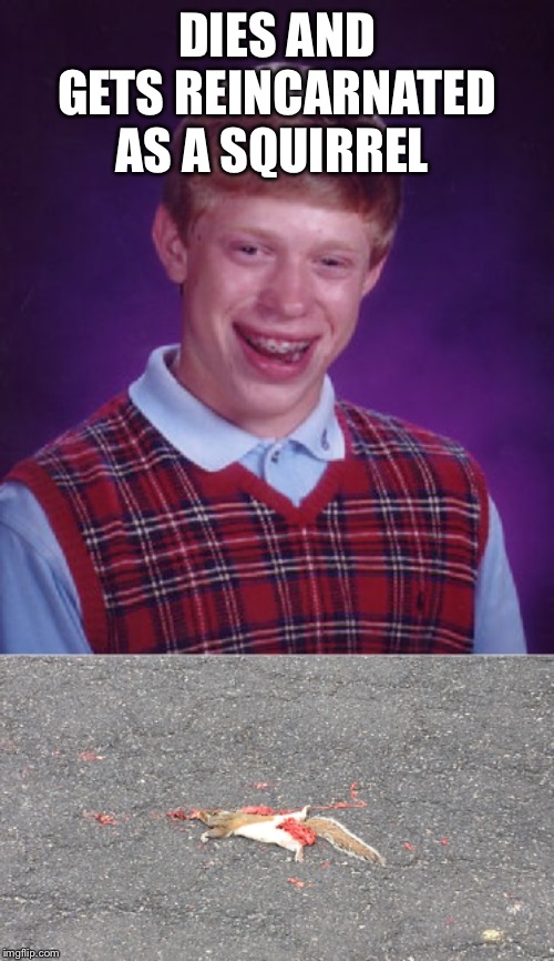 DIES AND GETS REINCARNATED AS A SQUIRREL | image tagged in memes,bad luck brian,squirrel | made w/ Imgflip meme maker