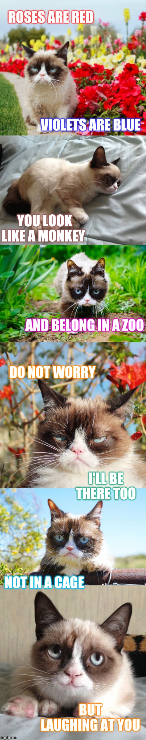 Grumpy cat composed a poem just for you... | ROSES ARE RED; VIOLETS ARE BLUE; YOU LOOK LIKE A MONKEY; AND BELONG IN A ZOO; DO NOT WORRY; I'LL BE THERE TOO; NOT IN A CAGE; BUT LAUGHING AT YOU | image tagged in memes,grumpy cat,poems,triumph_9,i'm back,confused dafuq jack sparrow what | made w/ Imgflip meme maker
